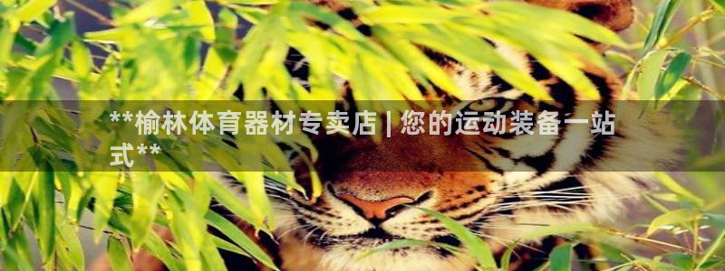 K66凯时国际平台官网